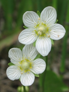 Parnassia palustris 